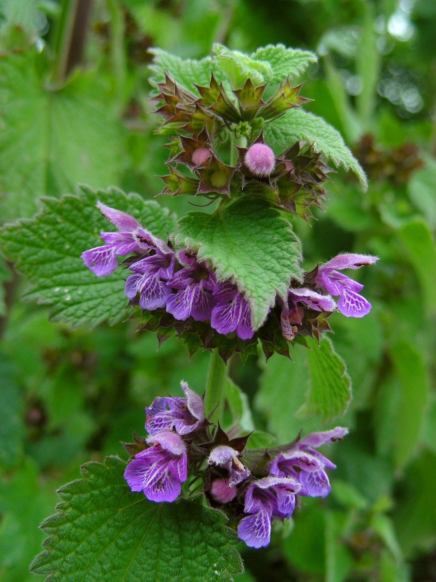 Ballota Nigra , Black Horehound